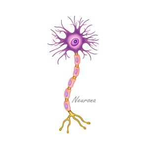 anatomia de la neurona