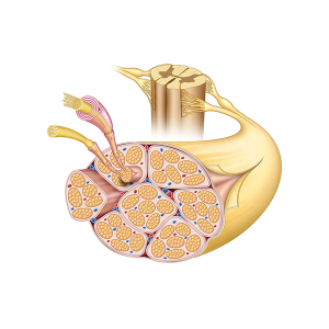 anatomia del nervio