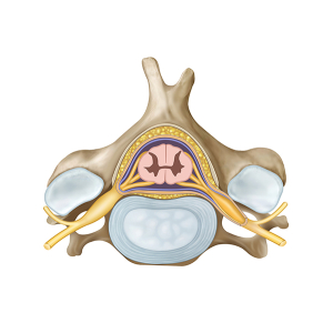 anatomy of the cervical vertebra