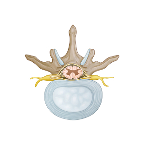 anatomy of the dorsal vertebra