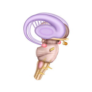 anatomy of the limbic system