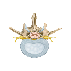 anatomy of the lumbar vertebra