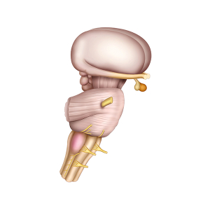 brain stem