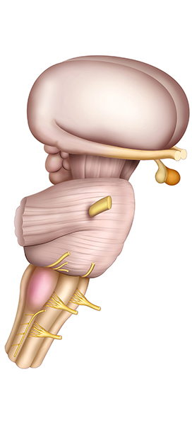 brain stem brain stem