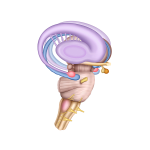 brainstem diagram