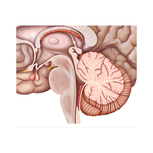 cerebelo anatomía