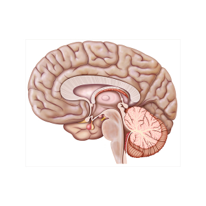cerebro y tronco cerebral