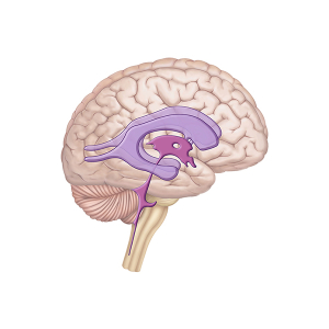 cerebrospinal fluid
