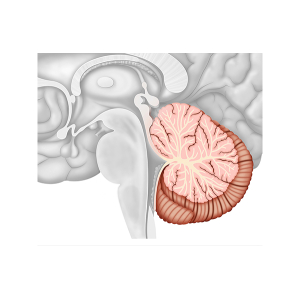 el cerebelo