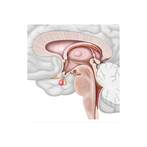 el tronco cerebral