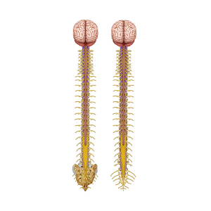 ilusmedical.com