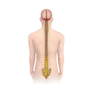 estructuras nerviosas de la columna vertebral