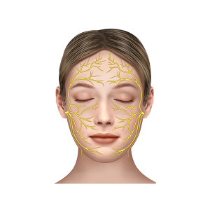 facial nerves