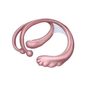 hippocampus