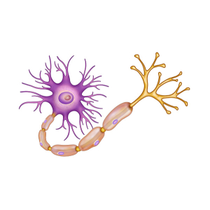 la neurona