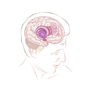 limbic system