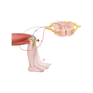 myotatic reflex