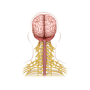 nervios cervicales posterior