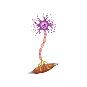 neuromuscular