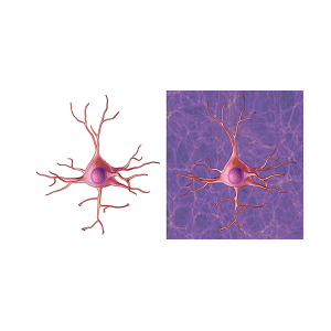 neurona