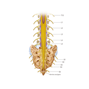 http://booksmedicos.org