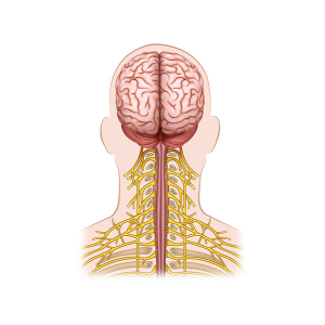 ramificación nerviosa cervical