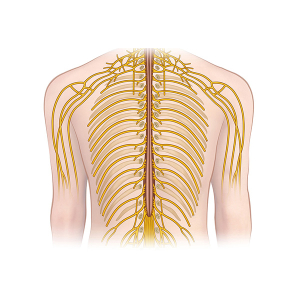 ramificación nerviosa dorsal