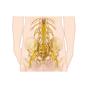 ramificación nerviosa lumbar posterior