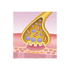 sinapsis muscular