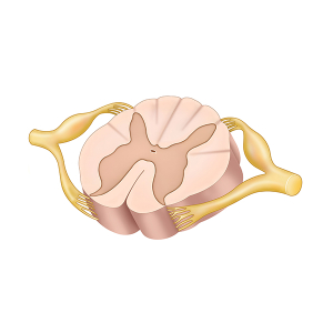 spinal cord