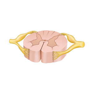 spinal cord diagram