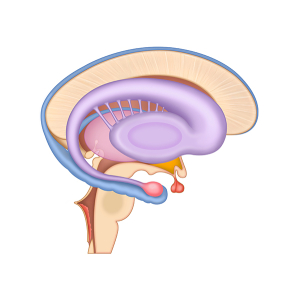 thalamus and basal gaglio