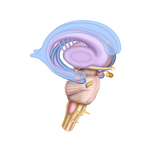 the brainstem