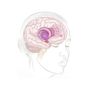 the limbic system