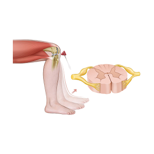 the myotatic reflex