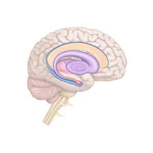 the scheme of the limbic system
