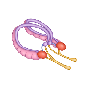tonsils diagram