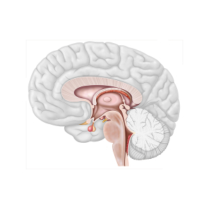tronco cerebral