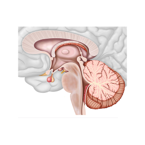 tronco cerebral y cerebelo