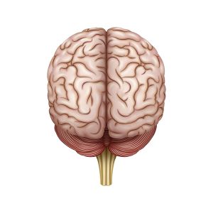 vista posterior del cerebro
