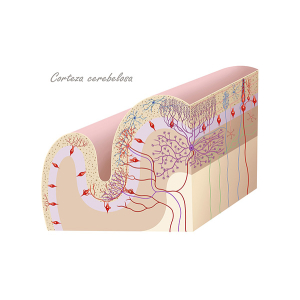 capas de la corteza cerebelosa