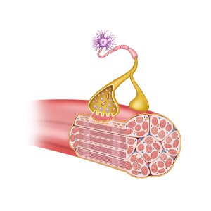 neuromuscular synapse