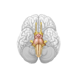 tallo cerebral vista inferior