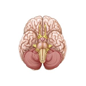 vista inferior del cerebro