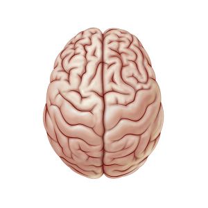 vista superior del cerebro