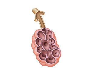 alveolo anatomía