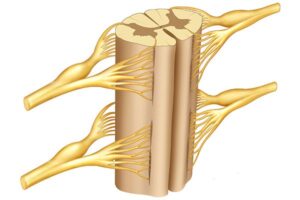 anatomía médula espinal