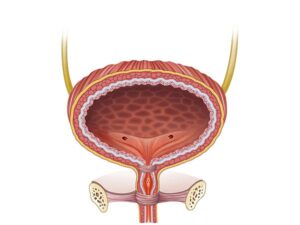anatomia vejiga femenina