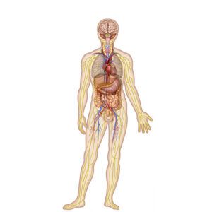 inervación órganos vitales