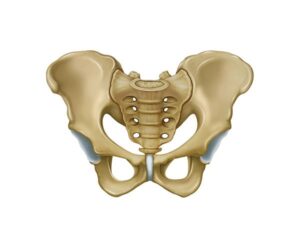 anatomia de la cadera